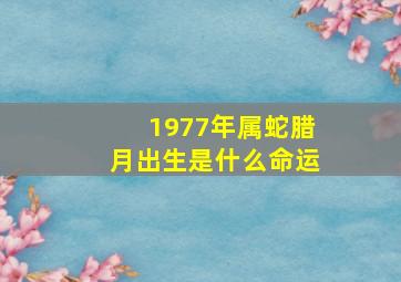 1977年属蛇腊月出生是什么命运