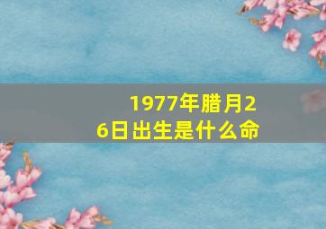 1977年腊月26日出生是什么命