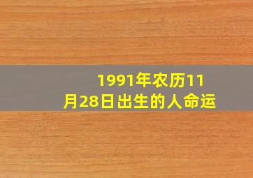 1991年农历11月28日出生的人命运