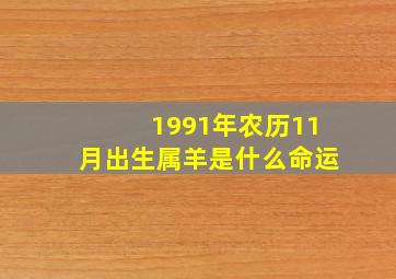 1991年农历11月出生属羊是什么命运