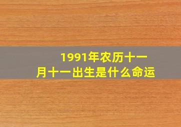 1991年农历十一月十一出生是什么命运