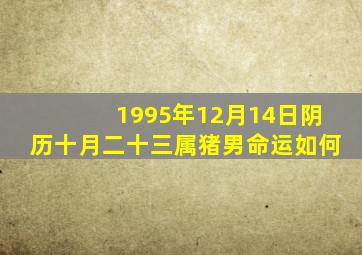 1995年12月14日阴历十月二十三属猪男命运如何