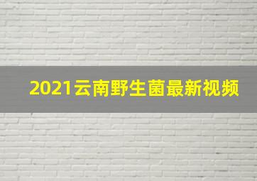 2021云南野生菌最新视频