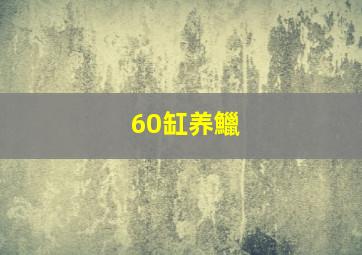 60缸养鱲