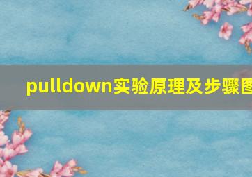 pulldown实验原理及步骤图