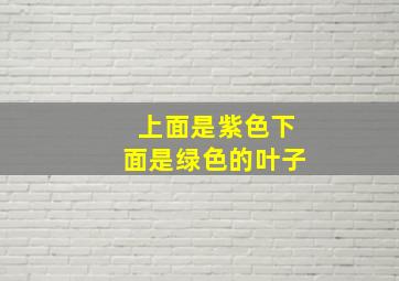 上面是紫色下面是绿色的叶子