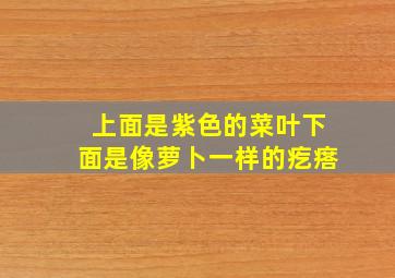 上面是紫色的菜叶下面是像萝卜一样的疙瘩