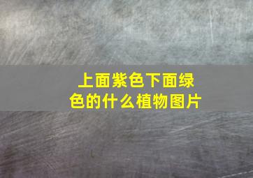 上面紫色下面绿色的什么植物图片