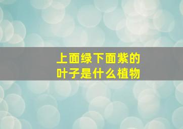 上面绿下面紫的叶子是什么植物