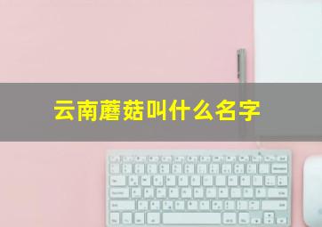 云南蘑菇叫什么名字