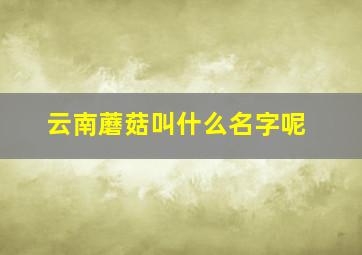 云南蘑菇叫什么名字呢