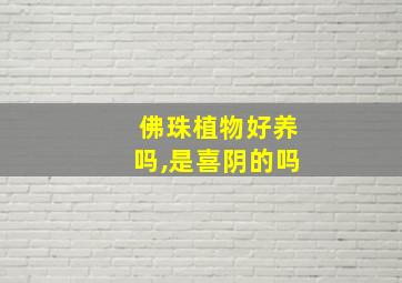 佛珠植物好养吗,是喜阴的吗