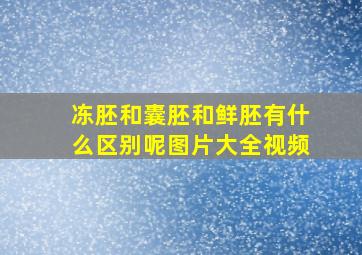 冻胚和囊胚和鲜胚有什么区别呢图片大全视频