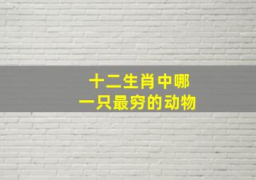 十二生肖中哪一只最穷的动物