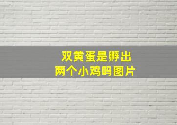 双黄蛋是孵出两个小鸡吗图片