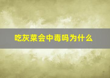 吃灰菜会中毒吗为什么