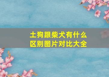 土狗跟柴犬有什么区别图片对比大全