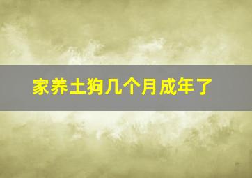 家养土狗几个月成年了