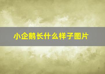 小企鹅长什么样子图片