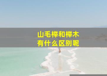 山毛榉和榉木有什么区别呢