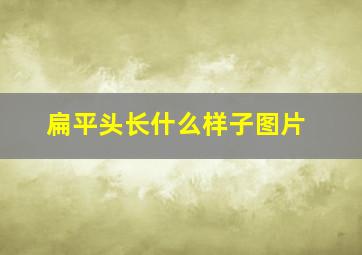 扁平头长什么样子图片