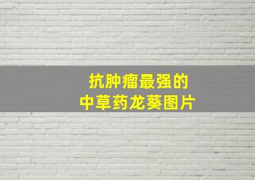 抗肿瘤最强的中草药龙葵图片