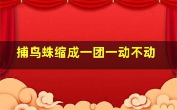 捕鸟蛛缩成一团一动不动