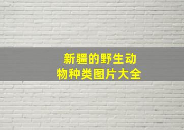 新疆的野生动物种类图片大全