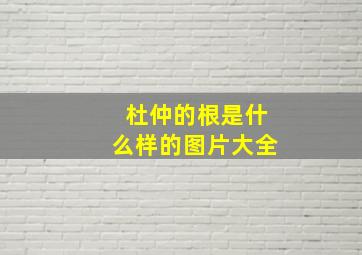 杜仲的根是什么样的图片大全