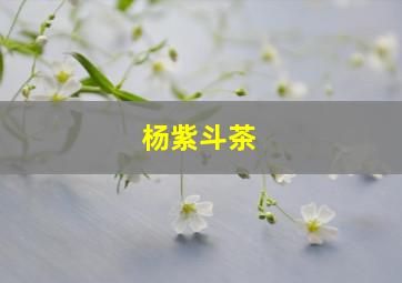 杨紫斗茶