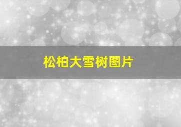 松柏大雪树图片