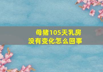 母猪105天乳房没有变化怎么回事