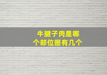 牛腱子肉是哪个部位图有几个