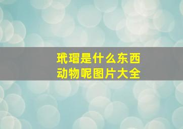 玳瑁是什么东西动物呢图片大全