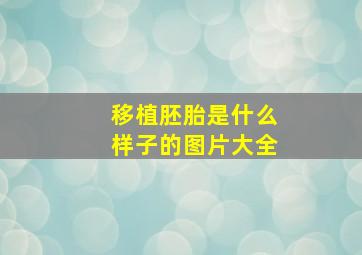 移植胚胎是什么样子的图片大全