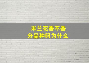 米兰花香不香分品种吗为什么