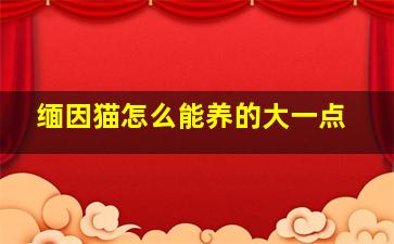 缅因猫怎么能养的大一点