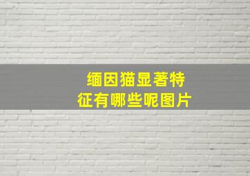 缅因猫显著特征有哪些呢图片