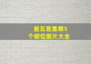 脸五官是哪5个部位图片大全