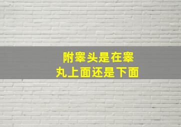 附睾头是在睾丸上面还是下面