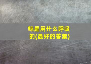 鲸是用什么呼吸的(最好的答案)