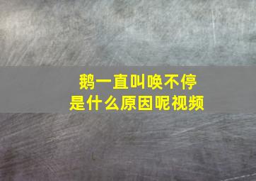 鹅一直叫唤不停是什么原因呢视频