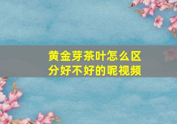 黄金芽茶叶怎么区分好不好的呢视频